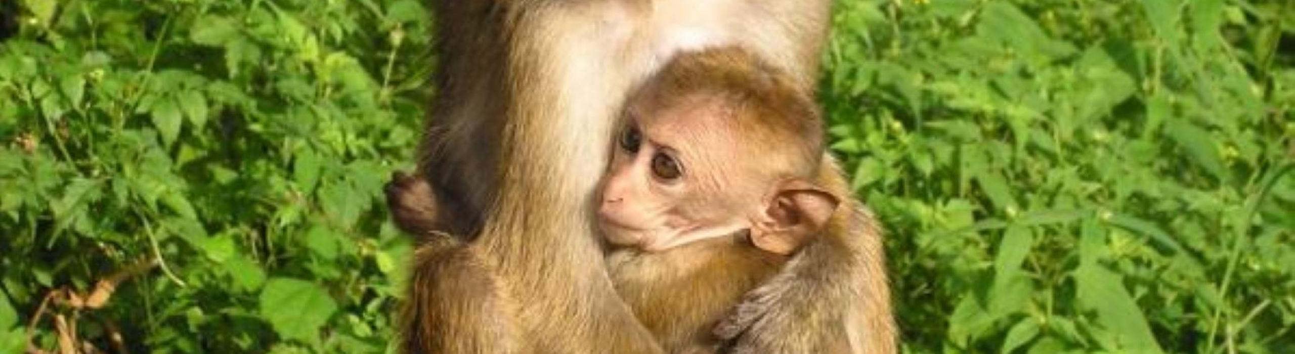 Šri Lanka, otok, opice